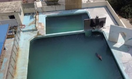 redes sociales: conmocion por la muerte de honey, el delfin mas solitario del mundo redes sociales: conmocion por la muerte de honey, el delfin mas solitario del mundo