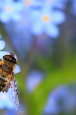 La flor que podés plantar en septiembre para llenar el jardín de abejas.