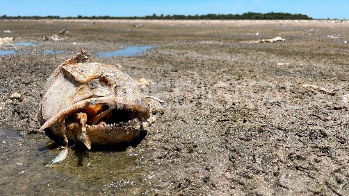 El Ministerio de Ambiente evalúa qué hacer con la gran cantidad de peces muertos en la Laguna del Plata.