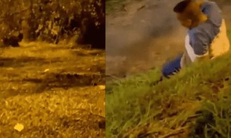 Grabaron a una extraña criatura en un bosque y el terrorífico video se hizo viral en las redes Grabaron a una extraña criatura en un bosque y el terrorífico video se hizo viral en las redes