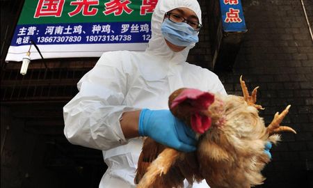 En China se detectaron varias cepas de gripe aviar en animales, pero en personas es poco común. En China se detectaron varias cepas de gripe aviar en animales, pero en personas es poco común.
