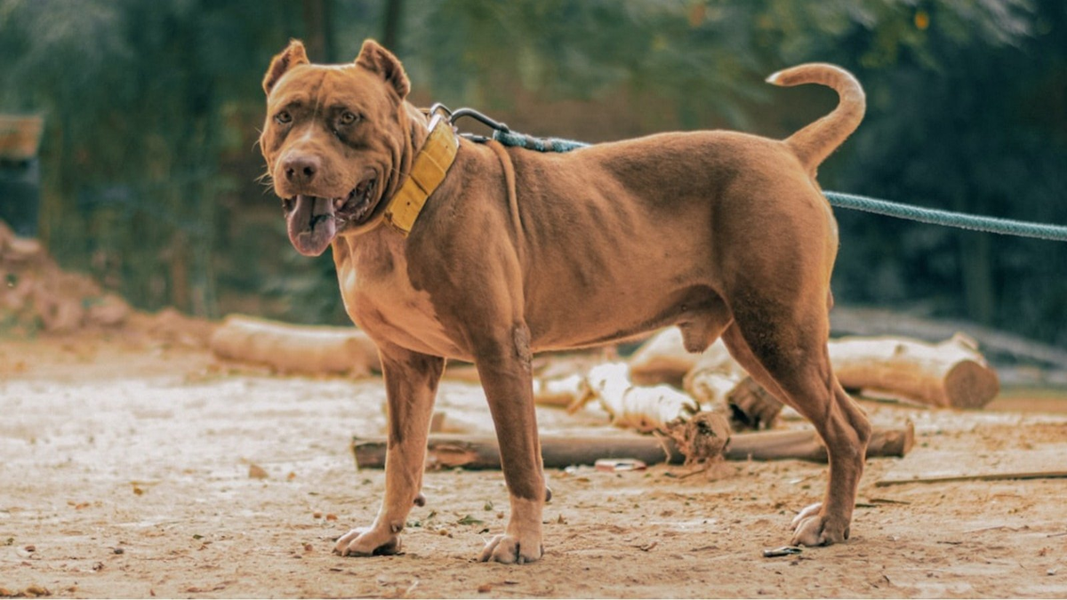 Un pitbull atacó a una beba y tuvieron que sacrificarlo para poder salvarla.