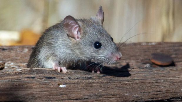 La leptospirosis es una enfermedad, causada por una bacteria presente en la orina de diversos animales como ratas, perros, vacas y cerdos.