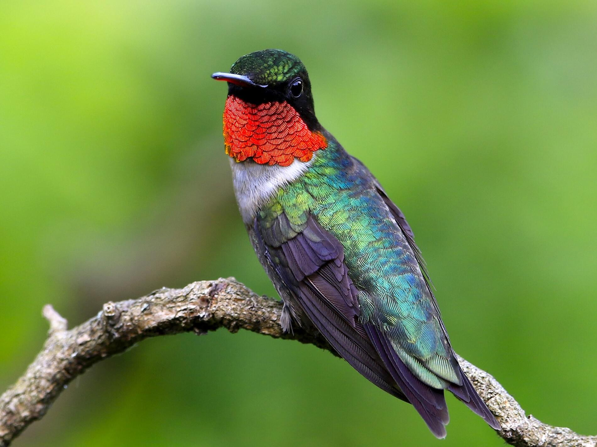 Cuántos años vive el colibrí