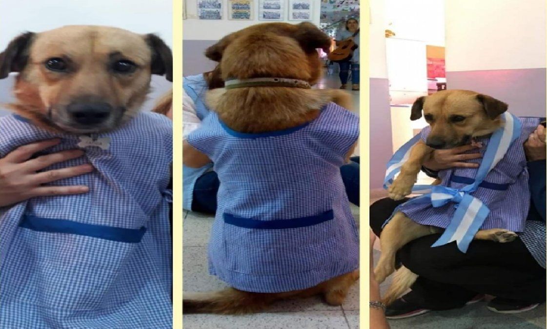 Un perro se convirtió en abanderado de un jardín de infantes