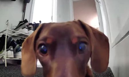 El inteligente can quedó investigando la cámara y se volvió viral en YouTube. El inteligente can quedó investigando la cámara y se volvió viral en YouTube.