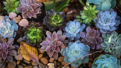 Cómo hacer que las suculentas no se marchiten con el calor