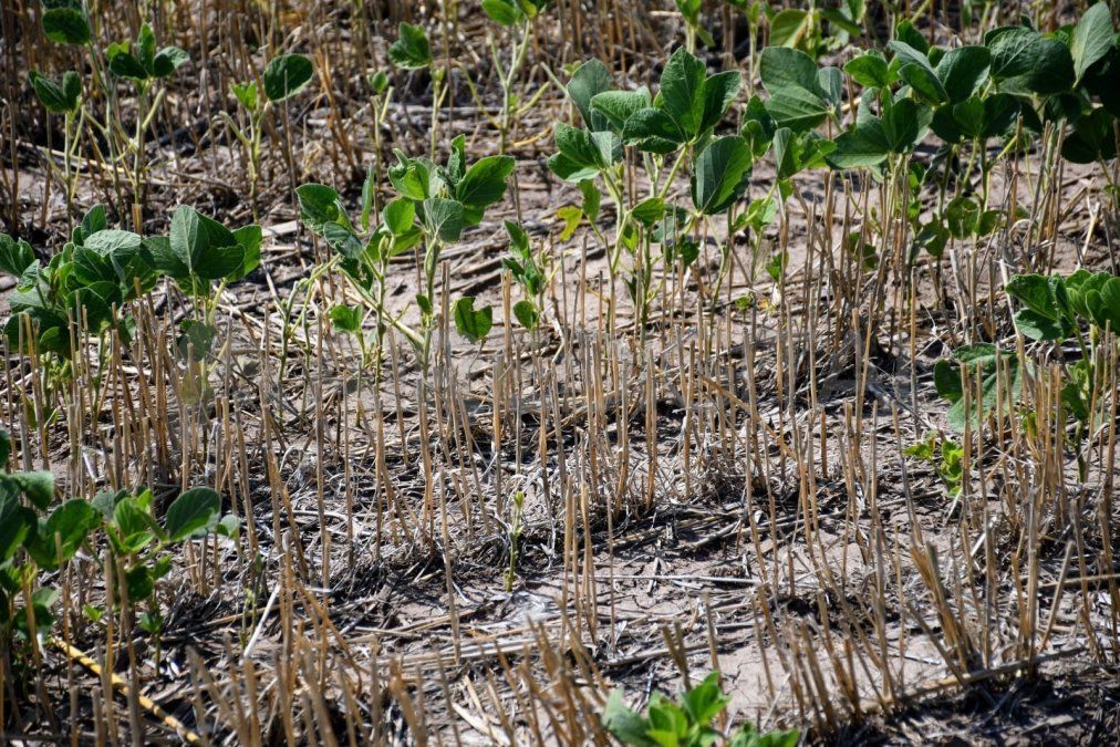 Estas herramientas están destinadas a productores de todos los departamentos de la provincia de Santa Fe, excepto los del departamento General López.