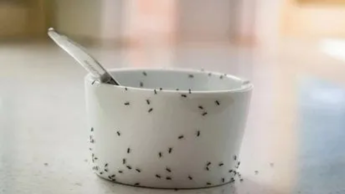 Si ya detectaste hormigas en tu hogar, podés seguir estos métodos efectivos para erradicarlas. Si ya detectaste hormigas en tu hogar, podés seguir estos métodos efectivos para erradicarlas.