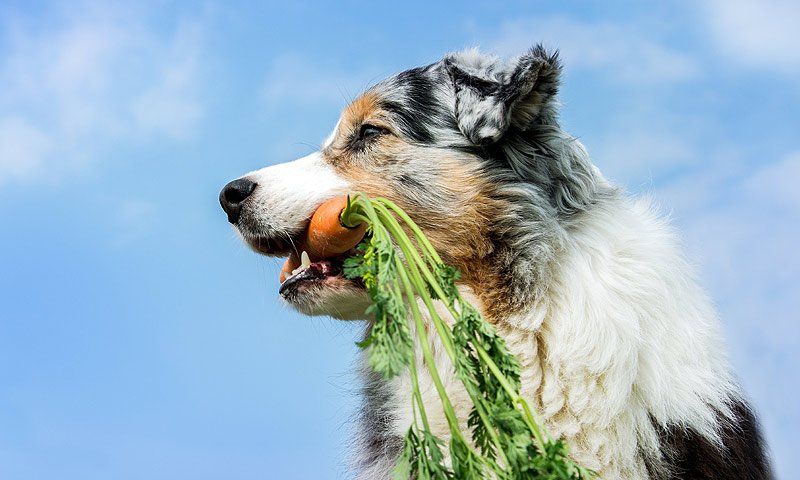 ¿Por qué mi perro siempre tiene hambre?