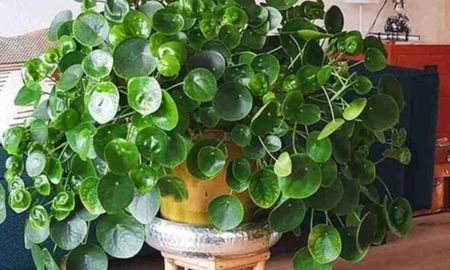 La Pilea prefiere ambientes con luz indirecta brillante; un estante cerca de la ventana de la cocina es el lugar perfecto para que sus hojas crezcan grandes y redondas. La Pilea prefiere ambientes con luz indirecta brillante; un estante cerca de la ventana de la cocina es el lugar perfecto para que sus hojas crezcan grandes y redondas.