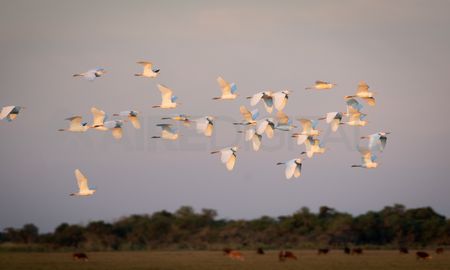 Las garzas blancas brindan un espectáculo único en el atardecer. Las garzas blancas brindan un espectáculo único en el atardecer.