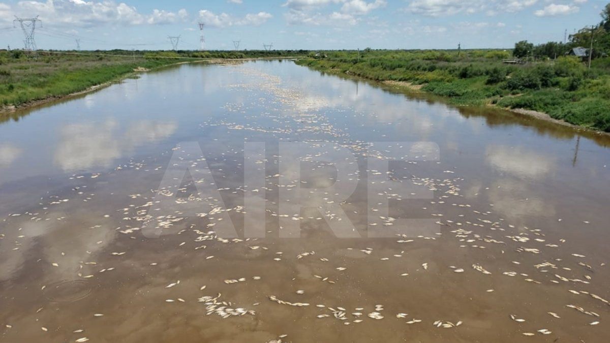 Una enorme cantidad de peces muertos en el río Salado alertó a los vecinos de la costanera santotomesina y los barrios del norte de Santa Fe. 