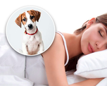 Qué significa soñar con perros Qué significa soñar con perros