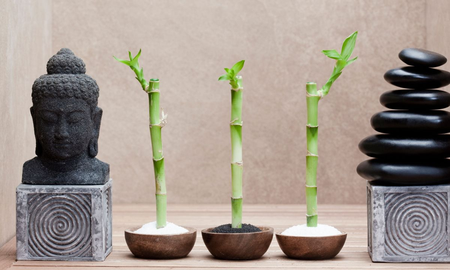 Dónde y cómo decorar con plantas según el Feng Shui Dónde y cómo decorar con plantas según el Feng Shui