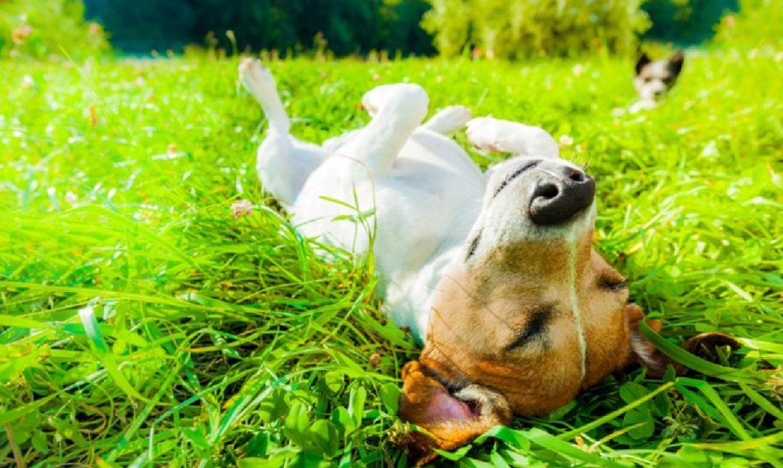 Por qué los perros disfrutan echarse al sol