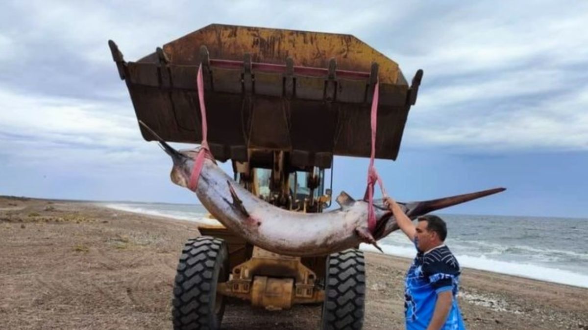 El animal, de casi 3 metros y entre 200 y 300 kilos, apareció en la Playa de Puerto Lobos. El animal, de casi 3 metros y entre 200 y 300 kilos, apareció en la Playa de Puerto Lobos.