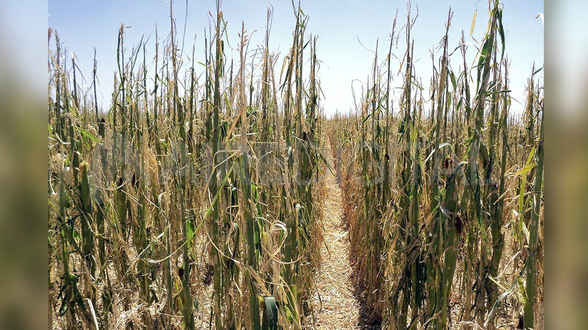 Se estima que la pérdida en los rindes de maíz puede llegar al 50%.