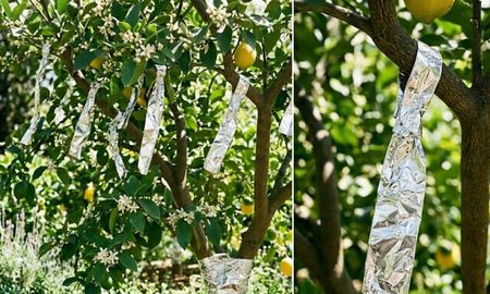 Las tiras deben colocarse sueltas para que el viento potencie su efecto visual sobre las plagas. Las tiras deben colocarse sueltas para que el viento potencie su efecto visual sobre las plagas.