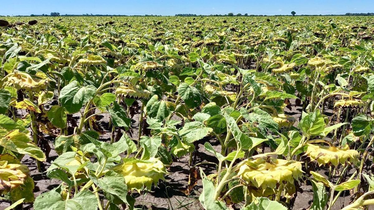 Lote con girasol; en pleno proceso de fructificación, en el centro del departamento General Obligado. Fuente: SEA Lote con girasol; en pleno proceso de fructificación, en el centro del departamento General Obligado. Fuente: SEA