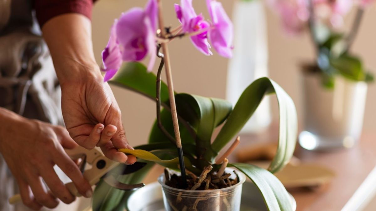Las raíces también necesitan iluminación para activar la floración. Las raíces también necesitan iluminación para activar la floración.