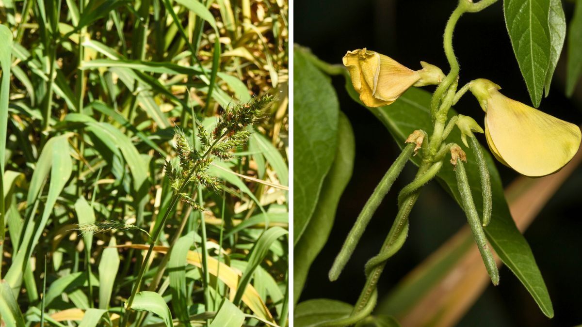 De la isla.  El canutillo, una gramínea, y el porotillo, una leguminosa.