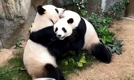dos pandas pasaron 10 anos juntos en un zoologico y se aparean por primera vez en plena cuarentena dos pandas pasaron 10 anos juntos en un zoologico y se aparean por primera vez en plena cuarentena