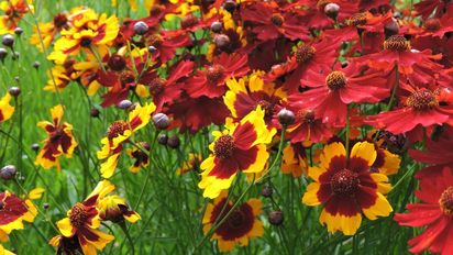 Tres plantas de jardín que florecen hasta el otoño aunque no las riegues todos los días
