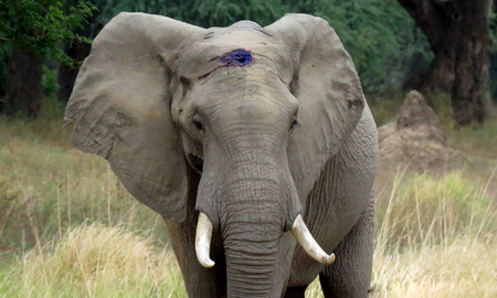 “Pretty Boy”, el elefante que recibió un balazo en la cabeza y caminó durante días hasta encontrar ayuda