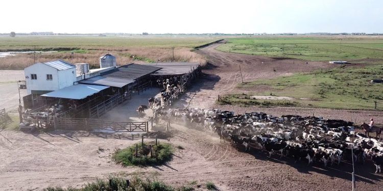 Veterinarios de El Broquel aclaran que dieron aviso a Senasa sobre el foco de carbunclo