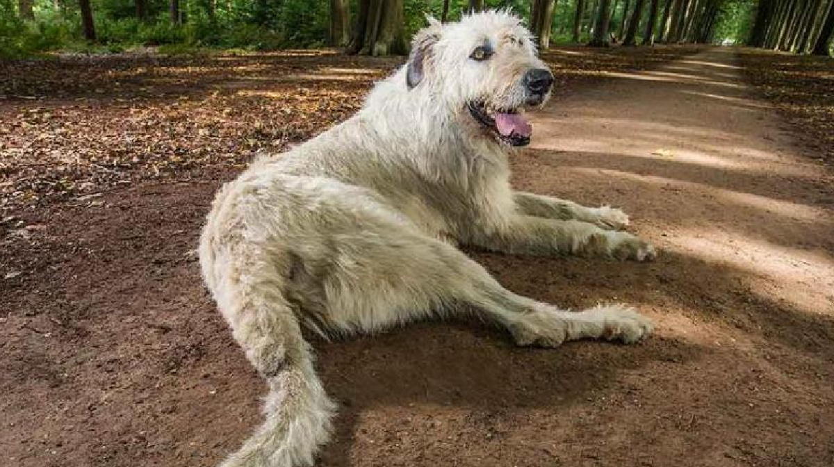 La cola de perro m&aacute;s larga del mundo mide 76,8 cent&iacute;metros y pertenece a Keon, un woolfhound irland&eacute;s.