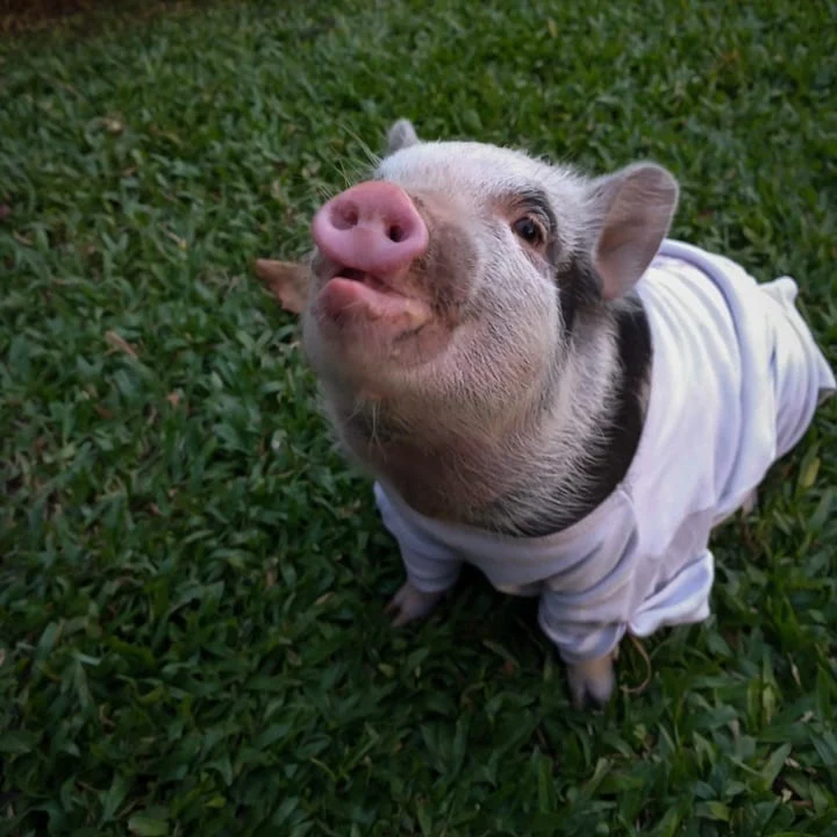 La mini pig tenía tres años y fue dada en adopción porque su dueña no la podía tener. (Foto: Clarín)