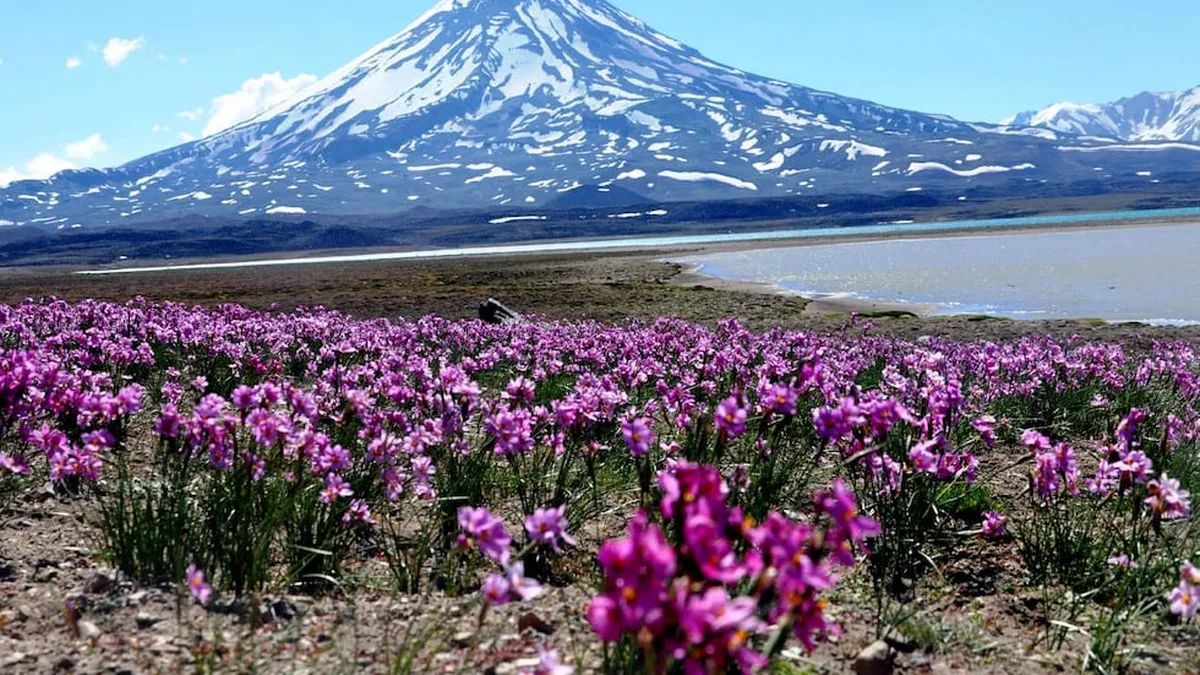 Los humedales de altura que rodean la laguna son vitales para la supervivencia de especies migratorias y mamíferos como el zorro colorado y el guanaco. Los humedales de altura que rodean la laguna son vitales para la supervivencia de especies migratorias y mamíferos como el zorro colorado y el guanaco.