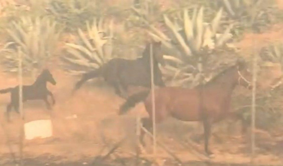 Emocionante: un caballo rescata a sus crías de un incendio