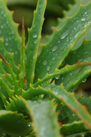 Qué significa tener una planta de aloe vera en casa, según el Feng Shui. Qué significa tener una planta de aloe vera en casa, según el Feng Shui.