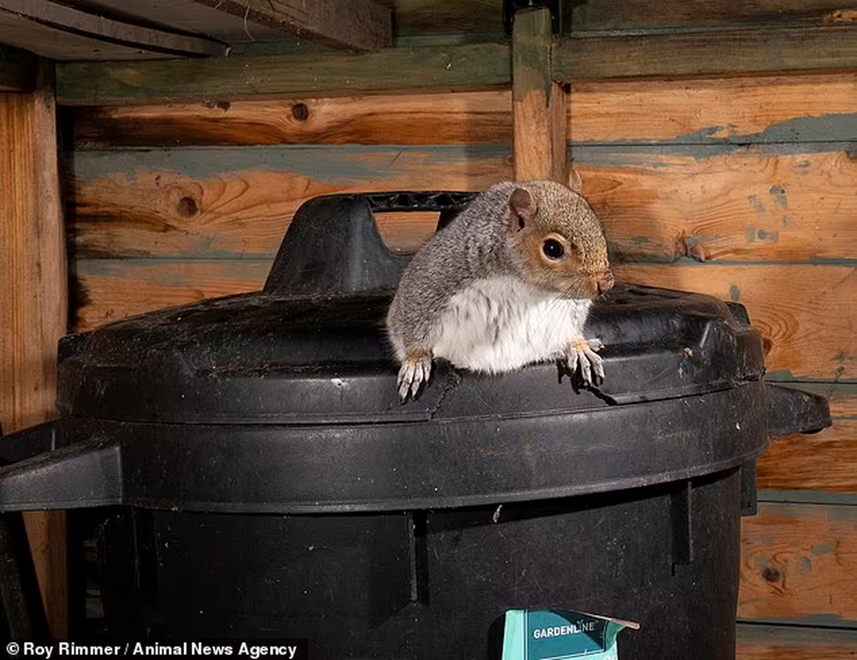 La ardilla tratando de salir del agujero en la tapa del balde.