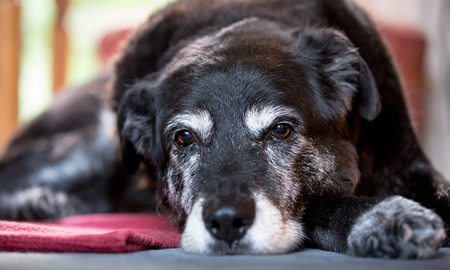 Edad biológica de los perros: qué es y cómo calcularla Edad biológica de los perros: qué es y cómo calcularla