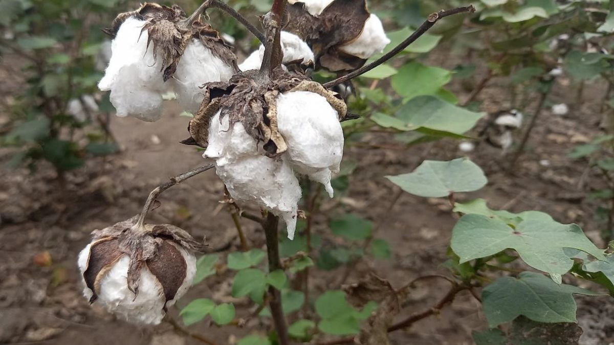 Lote con algodón en etapa de madurez fisiológica, muy buen estado. centro este del departamento General Obligado.   
