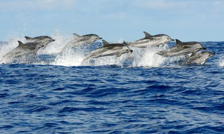 Delfines en la costa rionegrina. Delfines en la costa rionegrina.