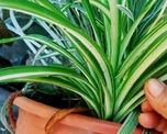 las mejores plantas para oxigenar y eliminar los malos olores del hogar las mejores plantas para oxigenar y eliminar los malos olores del hogar