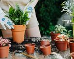 Estas plantas florecen en invierno y llenan de color balcones y jardines. Estas plantas florecen en invierno y llenan de color balcones y jardines.
