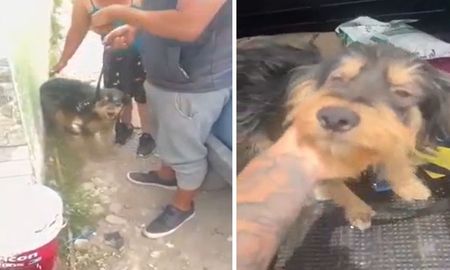 El menor fue denunciado por una protectora animal y los perros fueron rescatados. (Foto: Captura video de TN) El menor fue denunciado por una protectora animal y los perros fueron rescatados. (Foto: Captura video de TN)