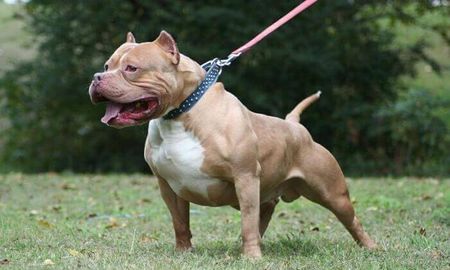 se alojo a un perro pitbull en una comisaria tras atacar a tres personas se alojo a un perro pitbull en una comisaria tras atacar a tres personas