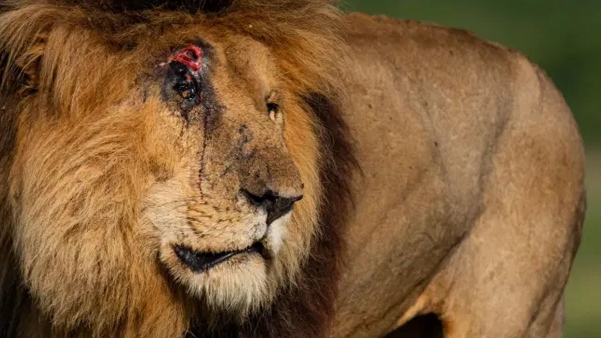 Murió a los 14 años Scarface, el león más viejo del mundo