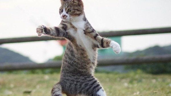 Las mejores fotografías que capturan a gatos en posiciones ninjas