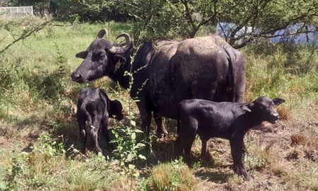 nacieron bufalos mellizos en esperanza: un caso inedito en santa fe nacieron bufalos mellizos en esperanza: un caso inedito en santa fe