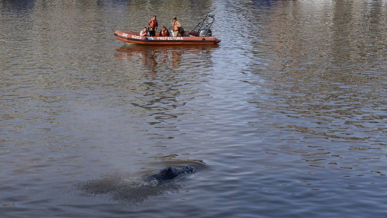 Un operativo de Prefectura busca devolver a la ballena a su hábitat