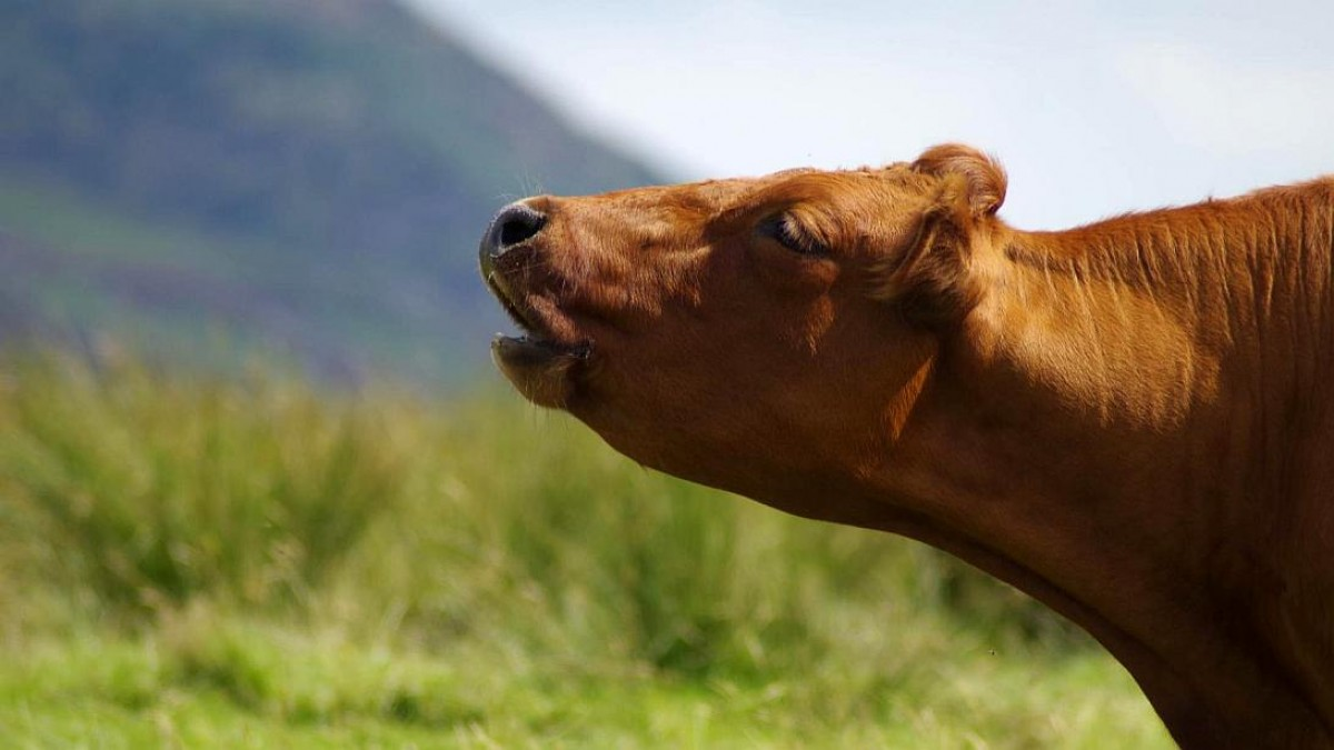 Hay animales que no pueden regular la temperatura de su cuerpo.