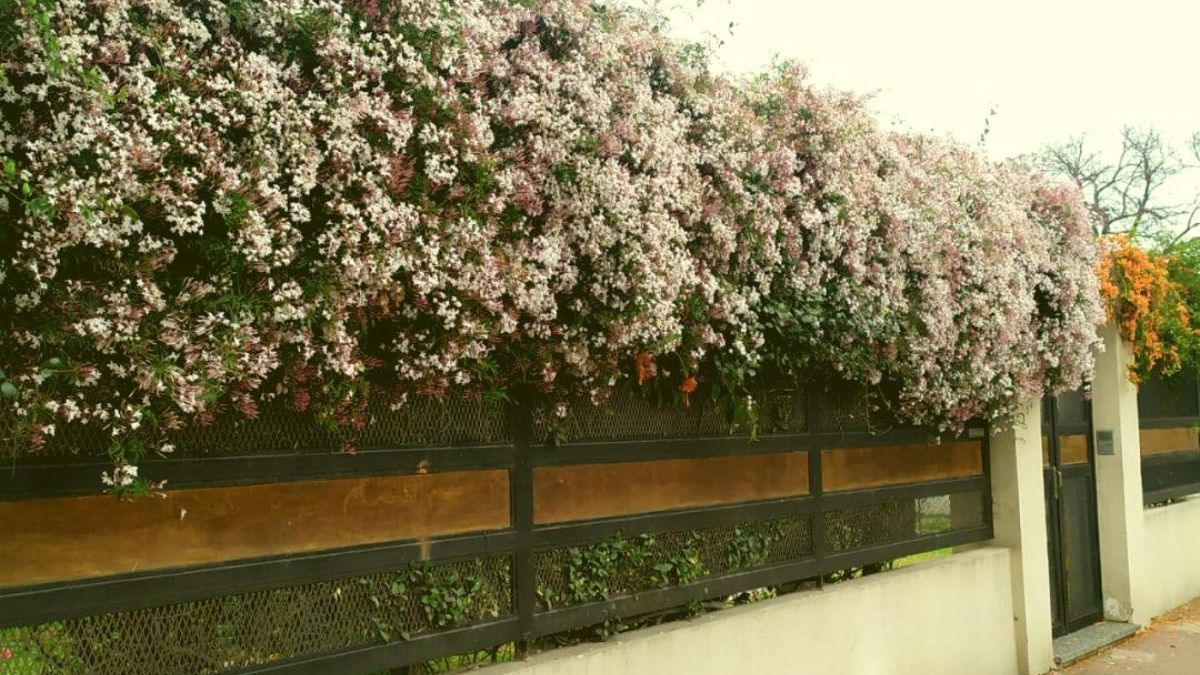 El Jazm&iacute;n de leche se destaca por su resiliencia t&eacute;rmica, manteniendo su verde intenso incluso ante heladas de diez grados bajo cero.