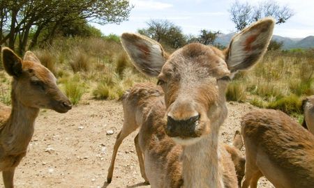 Escapada a una sorprendente reserva natural y descubrir la fauna autóctona de Córdoba. Escapada a una sorprendente reserva natural y descubrir la fauna autóctona de Córdoba.